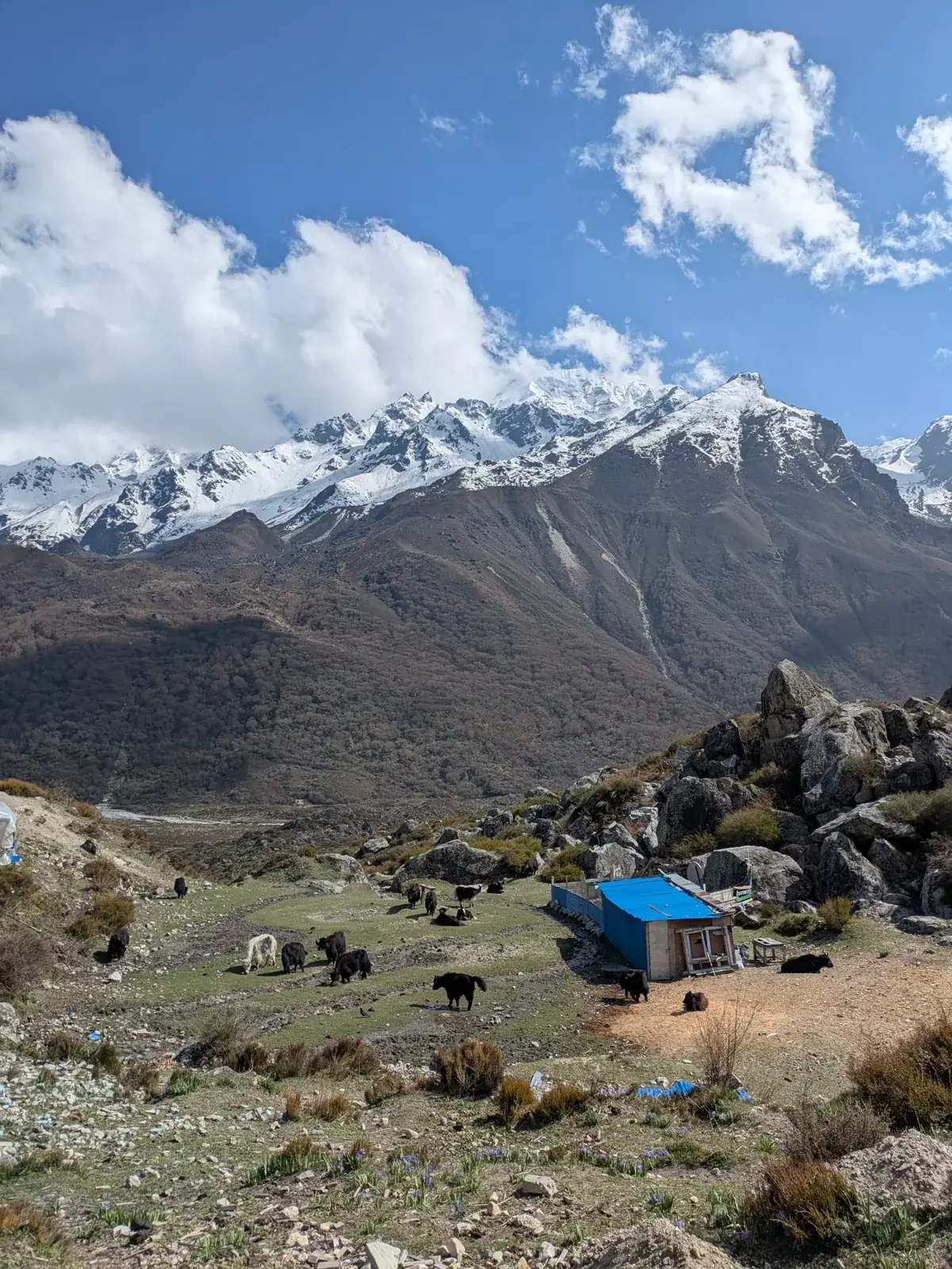 Yaks grazing among stone lodges in the valley below snow peaks