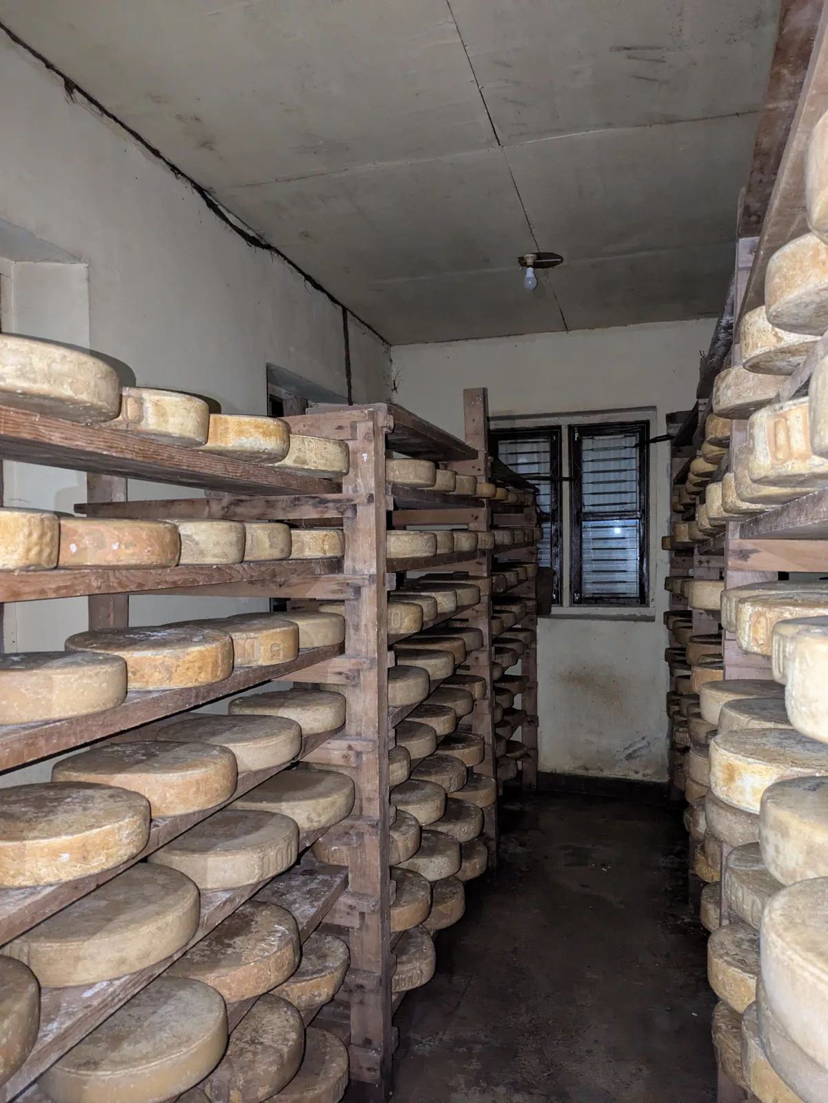 Rounds of yak cheese ageing on wooden shelves at the Kyanjin cheese factory