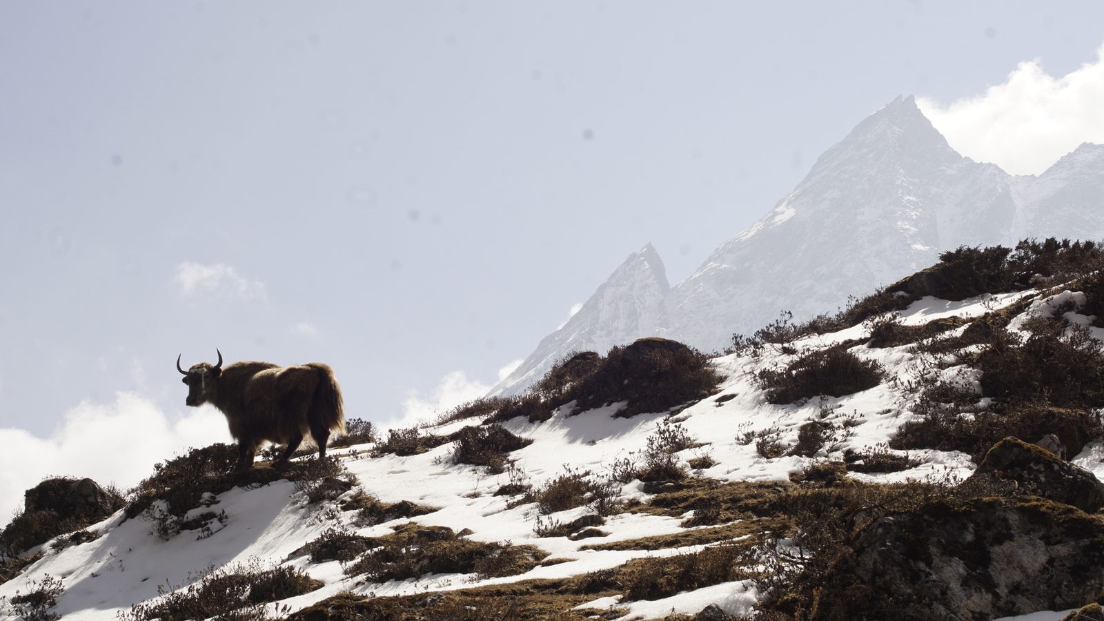 A yak standing on a snow-dusted ridge with mountains in the cloud behind